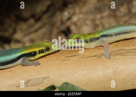 Blauer Bambus-Taggecko (Phelsuma klemmeri) in einem Terrarium  Stockfotografie - Alamy