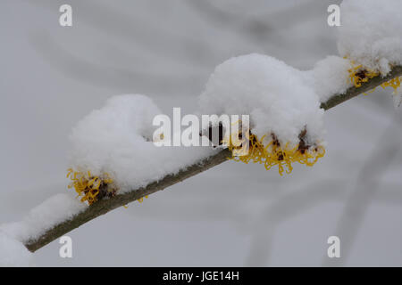 Blühende magische Nuss im Schnee, Bluehende Zaubernuss Im Schnee Stockfoto