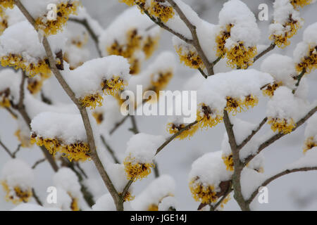 Blühende magische Nuss im Schnee, Bluehende Zaubernuss Im Schnee Stockfoto