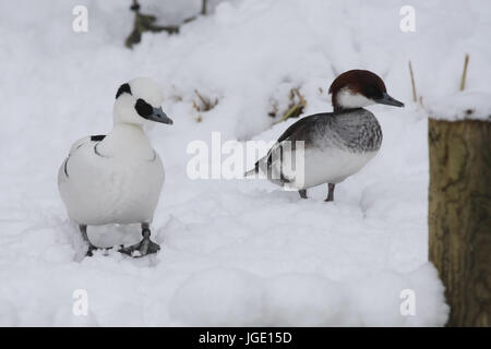 Zwergsaeger im Winter, Zwergsaeger Im Winter Stockfoto