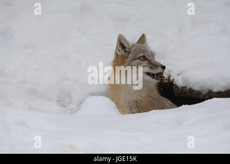 Kitfuchs im Winter, Kitfuchs Im Winter Stockfoto