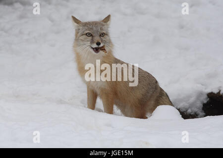 Kitfuchs im Winter, Kitfuchs Im Winter Stockfoto