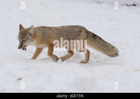 Kitfuchs im Winter, Kitfuchs Im Winter Stockfoto