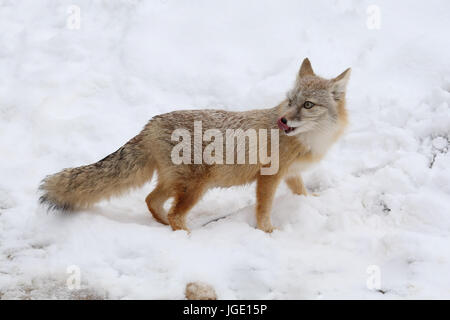 Kitfuchs im Winter, Kitfuchs Im Winter Stockfoto