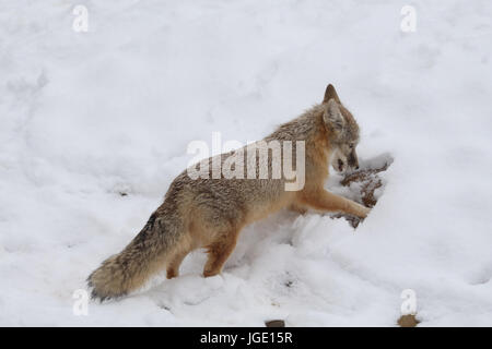 Kitfuchs im Winter, Kitfuchs Im Winter Stockfoto