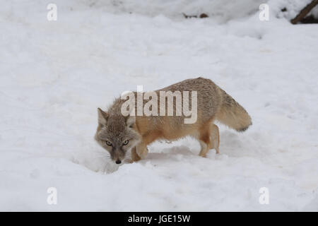 Kitfuchs im Winter, Kitfuchs Im Winter Stockfoto