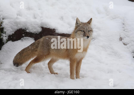 Kitfuchs im Winter, Kitfuchs Im Winter Stockfoto