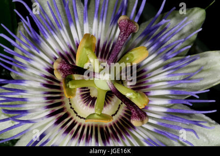 Passionsblume, Passionsblume Stockfoto