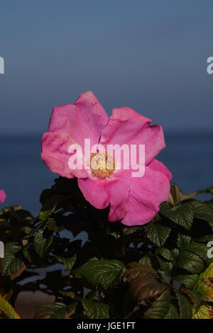 Downy Rose, Filzige Rose Stockfoto
