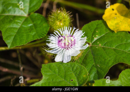 stinkenden Passionsblume in Wald oder Scarletfruit Passionsblume Stockfoto