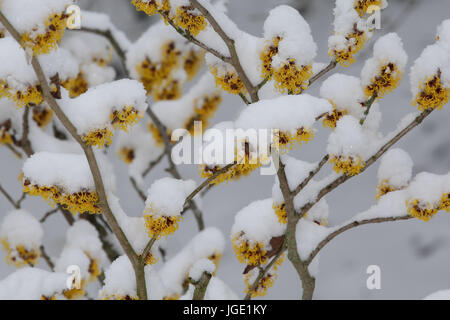 Blühende magische Nuss im Schnee, Bluehende Zaubernuss Im Schnee Stockfoto