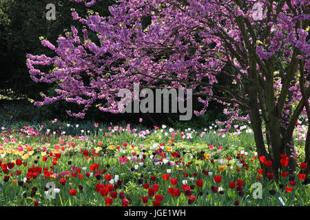 Blühenden Judasbaum mit Tulpen, Bluehender Judasbaum Mit Tulpen Stockfoto