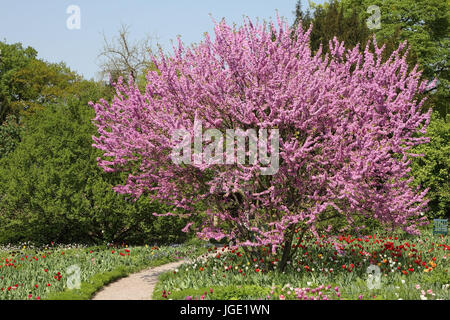 Blühenden Judasbaum, Bluehender Judasbaum Stockfoto