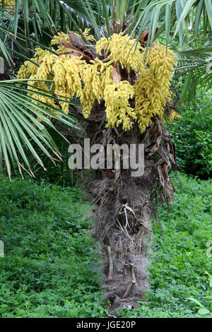 Chinesischer Hanf Palme, Chinesische Hanfpalme Stockfoto