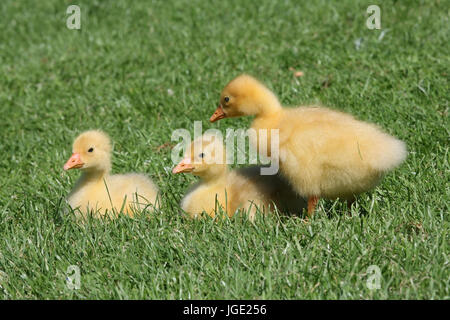 Junge Haus Gans auf Wiese, Junge Hausgans Auf Wiese Stockfoto