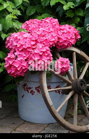 Hortensie mit Wagenrad, Hortensie Mit Wagenrad Stockfoto