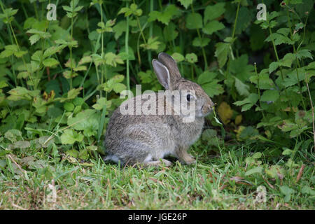 Junge wilde Kaninchen, Junges Wildkaninchen Stockfoto