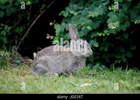 Junge wilde Kaninchen, Junges Wildkaninchen Stockfoto