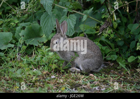 Junge wilde Kaninchen, Junges Wildkaninchen Stockfoto