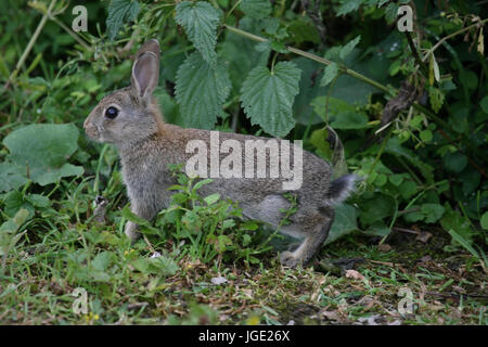 Junge wilde Kaninchen, Junges Wildkaninchen Stockfoto