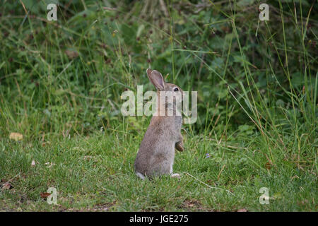 Junge wilde Kaninchen bittet, Junges Wildkaninchen Macht maennchen Stockfoto