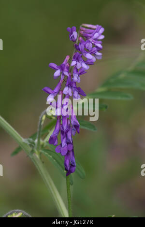 Vogel-Wicke Stockfoto