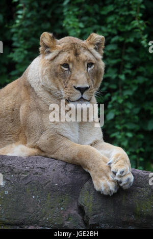 Indische Löwen, Indischer Loewe Stockfoto