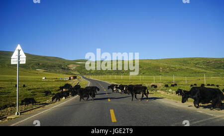 Wilde Yaks auf der Autobahn in Kham Tibet, Sichuan, China. Die wilden Yak (Bos Mutus) stammt große wilde Artengemeinschaft in den Himalaya in Zentralasien. Stockfoto