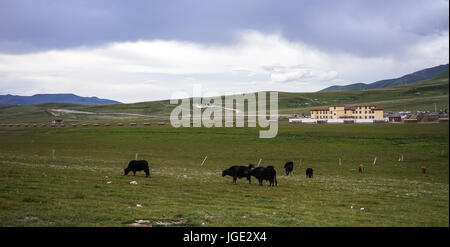 Wilde Yaks auf dem Rasen Hügel in Kham Tibet, Sichuan, China. Die wilden Yak (Bos Mutus) stammt große wilde Artengemeinschaft in den Himalaya in Zentralasien. Stockfoto