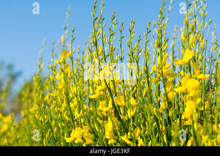 Spanische Ginster (Spartium junceum), Besen des AKA Weber im Sommer in West Sussex, England, UK. Stockfoto