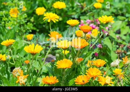 Topf Ringelblume (Calendula officinalis) Blumen im Sommer in West Sussex, England, UK. AKA gemeinsame Ringelblume, Ruddles, Scotch Ringelblume, Englisch Ringelblume. Stockfoto
