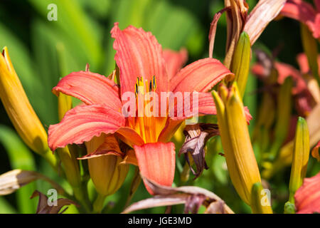 Nahaufnahme der Daylily 'Pink Damask' (Hemerocallis Pink Damask) Blume, die im Sommer in West Sussex, England, Großbritannien wächst. Stockfoto