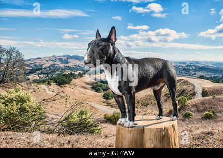 Porträt von Hund stehend auf Baumstumpf Stockfoto