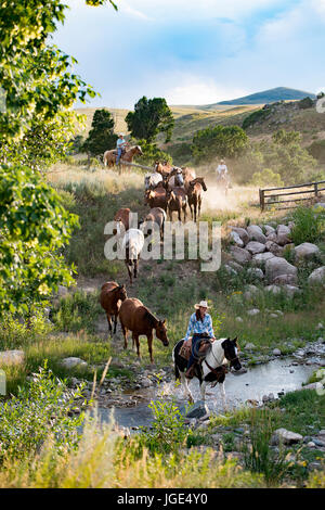 Kaukasische Cowboys und Cowgirls herding Pferde über Bach Stockfoto