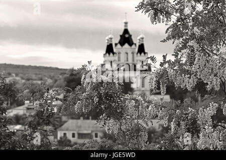 St.-Georgs Kathedrale und die Niederlassung der blühenden Akazie (auf der Focus) in Kamenez-Podolsk, Ukraine. Schwarz / weiß-filter Stockfoto