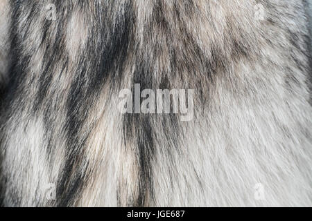 Wolf Pelz. Fell des Wolfs hautnah Textur. Stockfoto