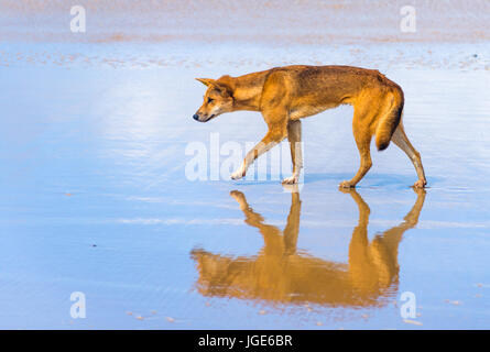 Dingo am 75 Mile Beach, Fraser Island, Queensland, Australien Stockfoto