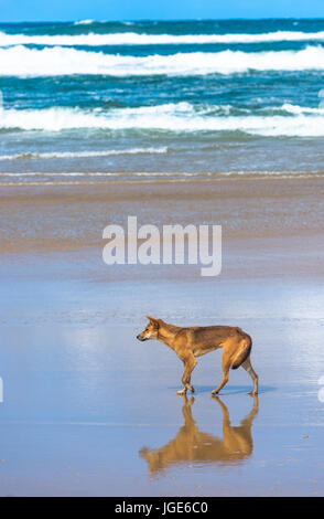 Dingo am 75 Mile Beach, Fraser Island, Queensland, Australien Stockfoto