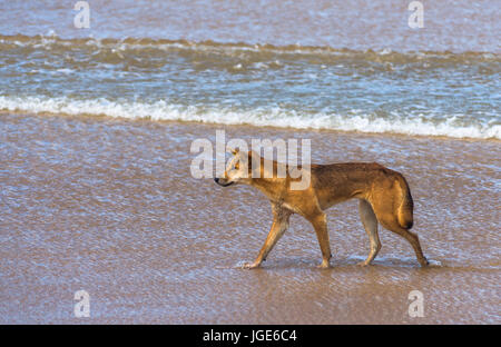 Dingo am 77 Mile Beach, Fraser Island, Queensland, Australien Stockfoto