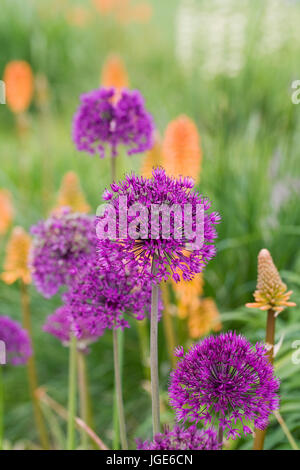 Allium 'Purple Sensation' vor Kniphofia "Feurige Fred". Stockfoto