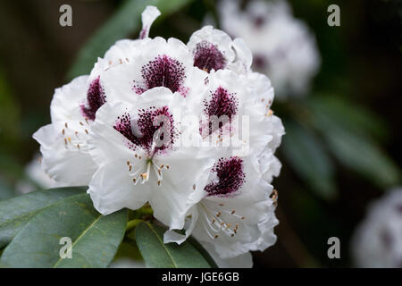 Rhododendron Calsap Blumen. Stockfoto