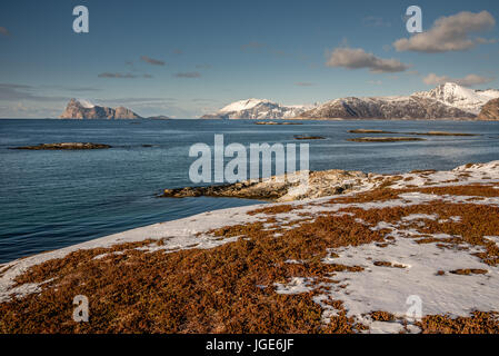 Zuschwamm (Håja) Insel von Hillesoya, Troms, Norwegen Stockfoto