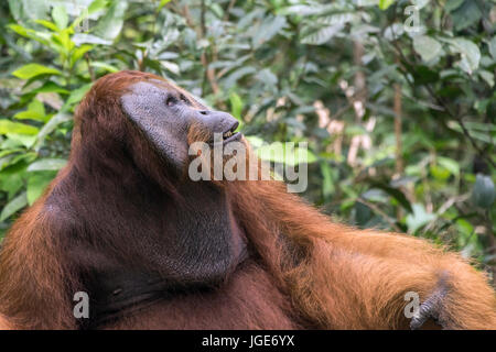 Brustbeutel und Wange klappen auf einer ausgereiften männlichen Bornesischen Orang-utan, Tanjung Puting Nationalpark, Kalimantan, Indonesien Stockfoto