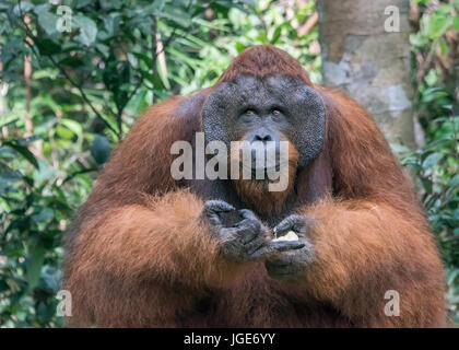 Mit Flansch, männliche orangtan mit einem verschmitzten Lächeln, Tanjung Puting Nationalpark, Kalimantan, Indonesien Stockfoto