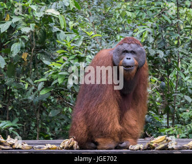 Mit Flansch, Orang-utan mit einem netten Lächeln sitzen für sein Portrait, Tanjung Puting Nationalpark, Kalimantan, Indonesien Stockfoto