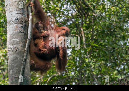 Mutter Orang-utan mit sehr jungen Baby hoch oben in einem Baum, Tanjung Puting Nationalpark, Kalimantan, Indonesien Stockfoto