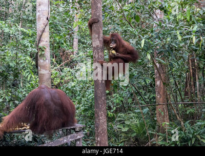 Junge Orang-utan versteckt sich hinter einem Baum und seine Bananen, aus den Augen eines dominanten Männlichen, Tanjung Puting NP, Kalimantan, Indonesien Stockfoto