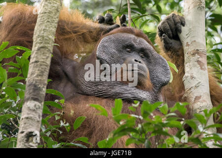 Männliche Orang-utan entspannen in einem Baum mit Flansch, Tanjung Puting Nationalpark, Kalimantan, Indonesien Stockfoto