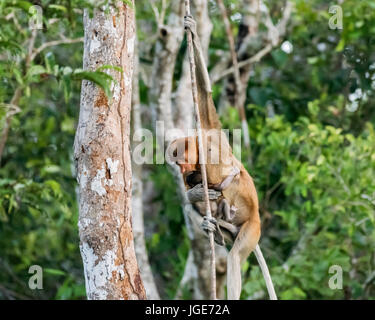 Mutter proboscis Affen und kleine Baby Schwingen durch die Bäume, Tanjung Puting NP, Indonesien Stockfoto