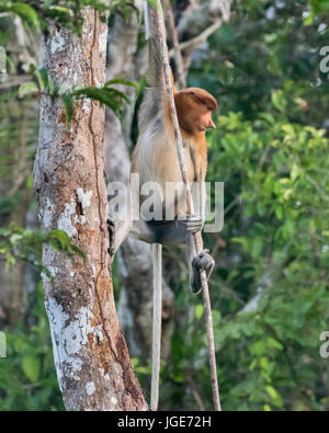 Weibliche proboscis Affen hängend auf ein Weinstock im Wald, sekonyer River, Tanjung Puting Nationalpark, Indonesien Stockfoto